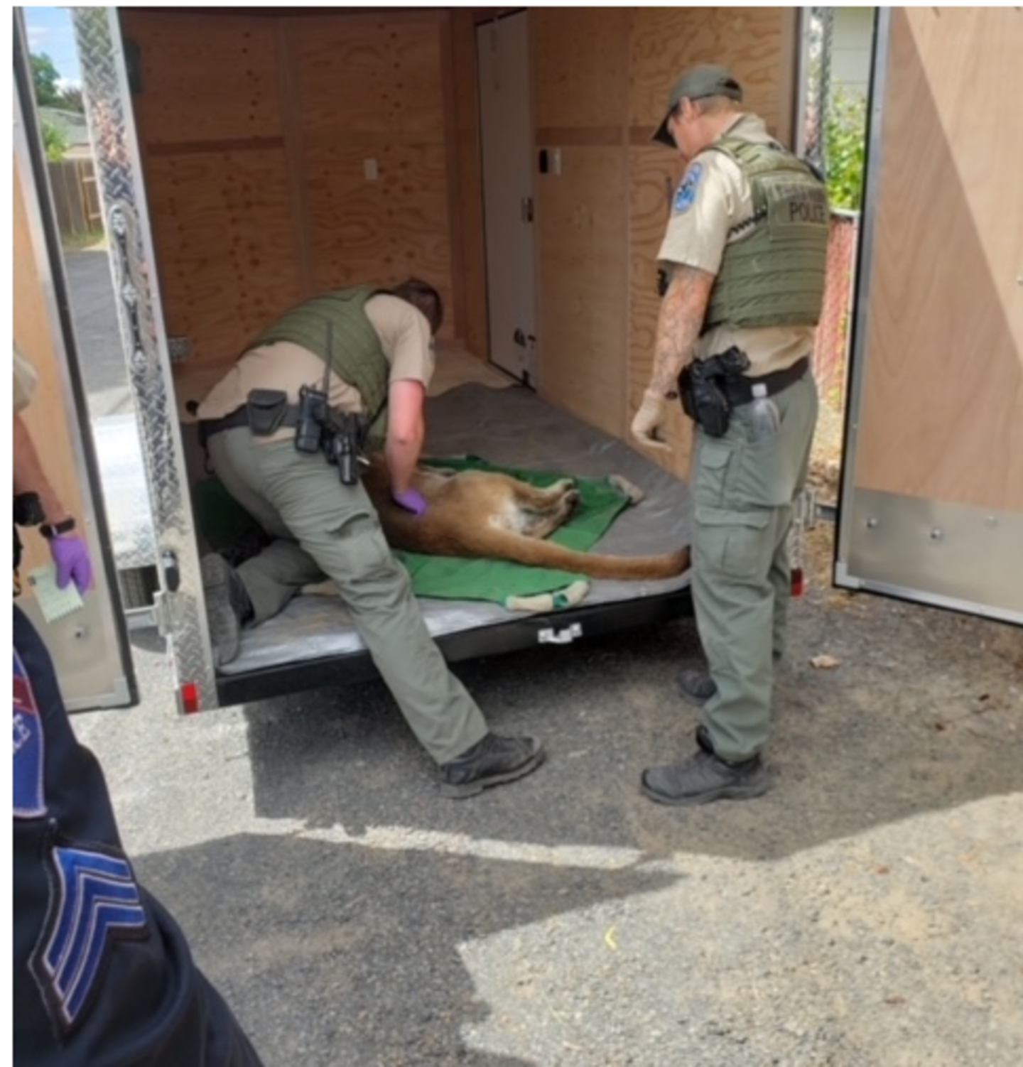Cougar tranquilized in Ephrata
