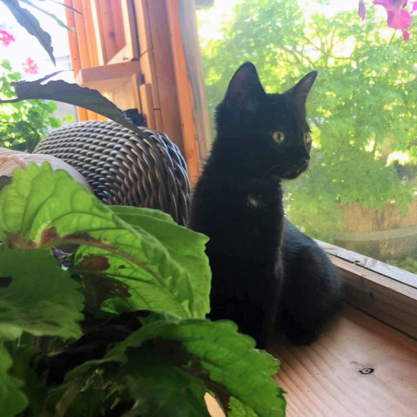 Kitten rescued from Hood Canal Bridge in its new home.