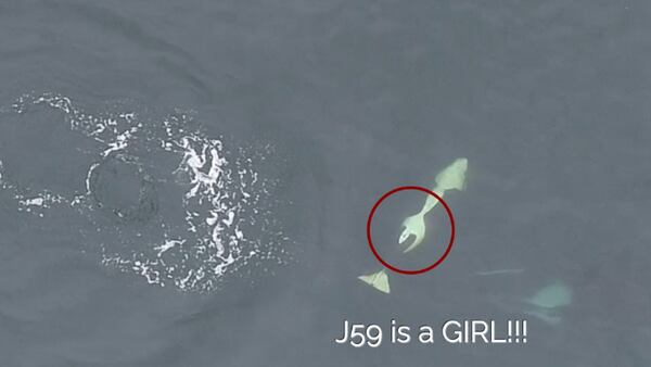 Southern resident orca born in J pod this year is a female