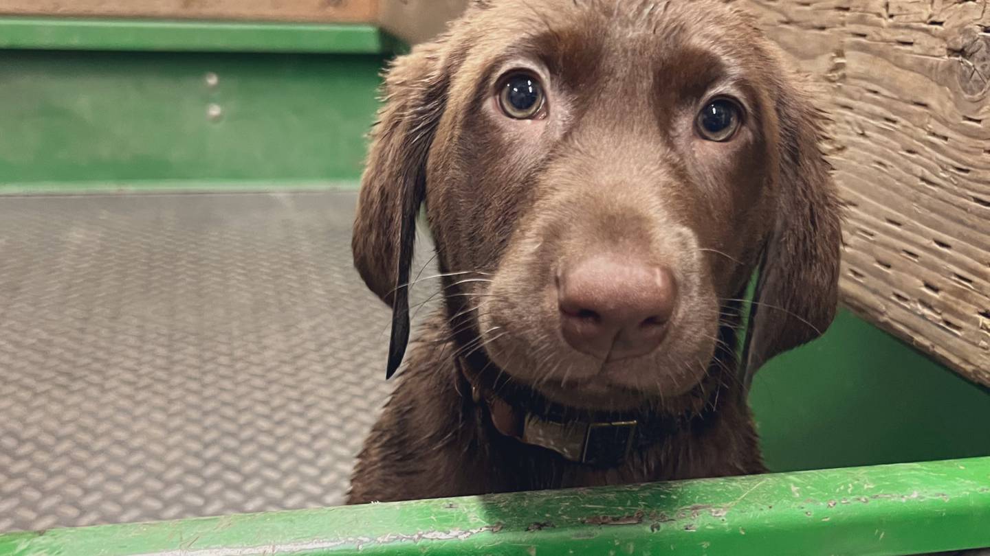 The Mariners have a new team dog and we're in love
