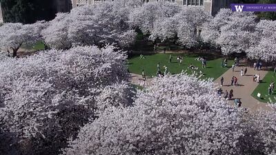 Around the Sound: Cherry blossoms return to the UW Quad