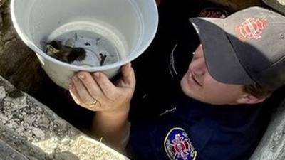 PHOTOS: Gig Harbor firefighters rescue ducks from storm drain