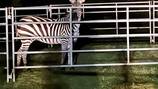 After six days, North Bend zebra finally corralled