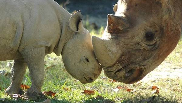 Beloved black rhino dies after 17 years at Baton Rouge Zoo