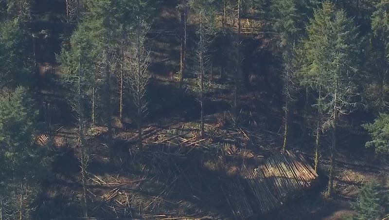 Human remains were found by timber workers in the Winlock area of Lewis County Tuesday morning.