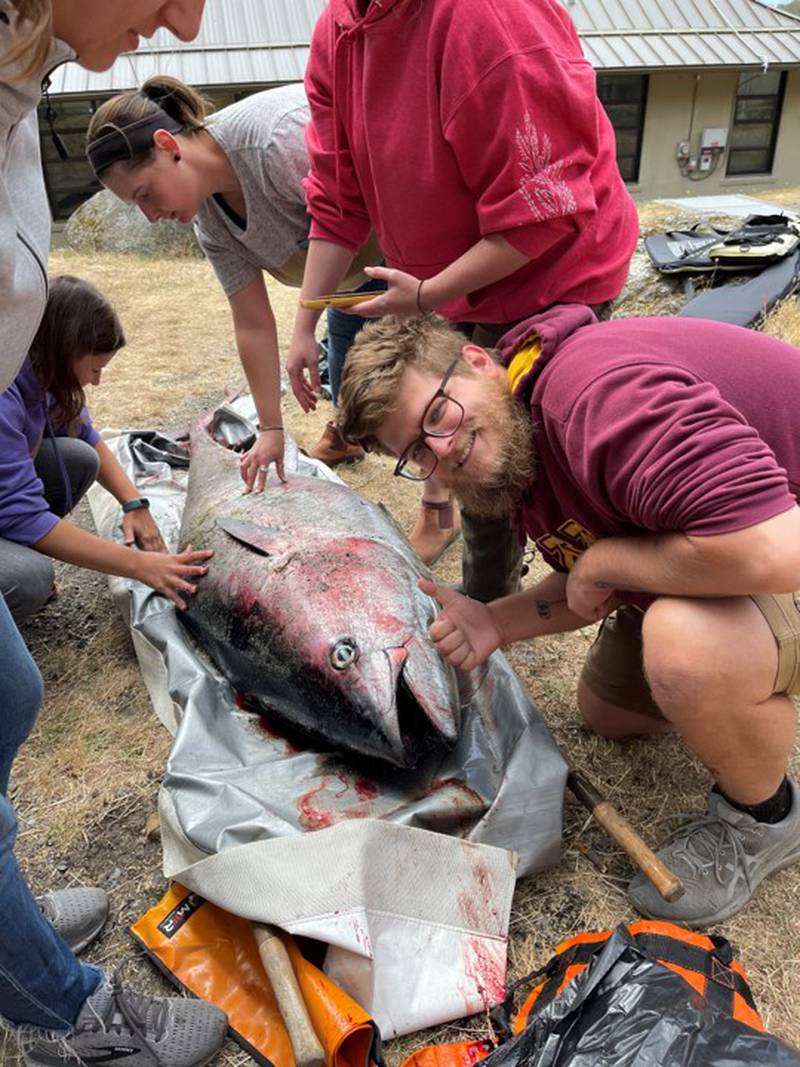 Bluefin Tuna washes up on Orcas Island