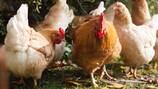 Salmonella outbreaks linked to backyard poultry