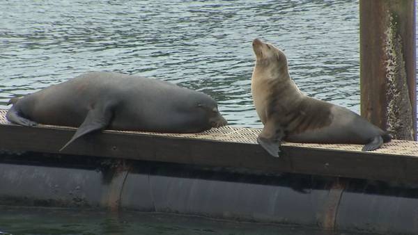 VIDEO: Sea lions spotted in Shilshole Bay