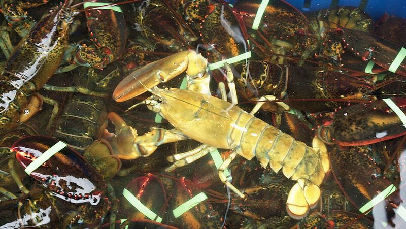 yellow lobster stockx