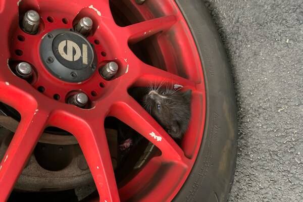 Photos: Kitten rescued from wheel of truck