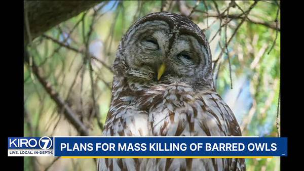 To save the spotted owl, wildlife officials want to kill hundreds of thousands of competing owls