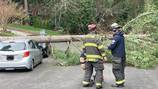 Crews clear tree that fell on car in Woodinville 