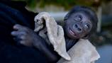 Woodland Park Zoo baby gorilla will be moved to another zoo