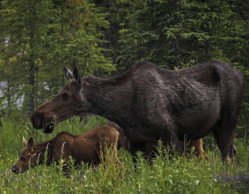 A moose charged a man who came close to her calves.