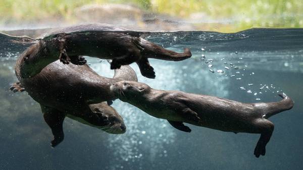 A devastating loss of otter pup at the Woodland Park Zoo