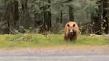 No zebras scouted in the North Cascades, large bear caught on video instead