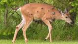 WDFW: Growths and abscesses on deer not connected to Chronic Wasting Disease