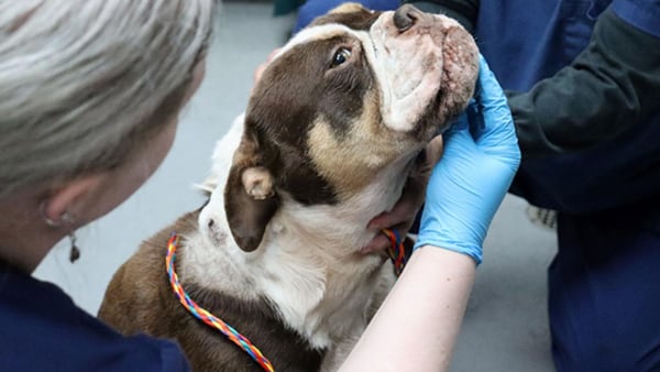 Tacoma shelter dealing with 10 dogs in crisis, including bulldog shot 3 times, abandoned puppies