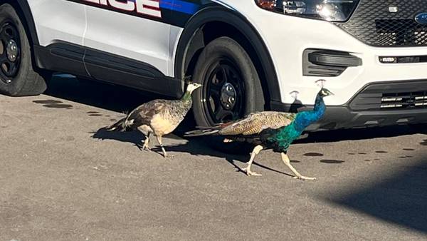 For the birds: Police wrangle peacocks found roaming in parking lot