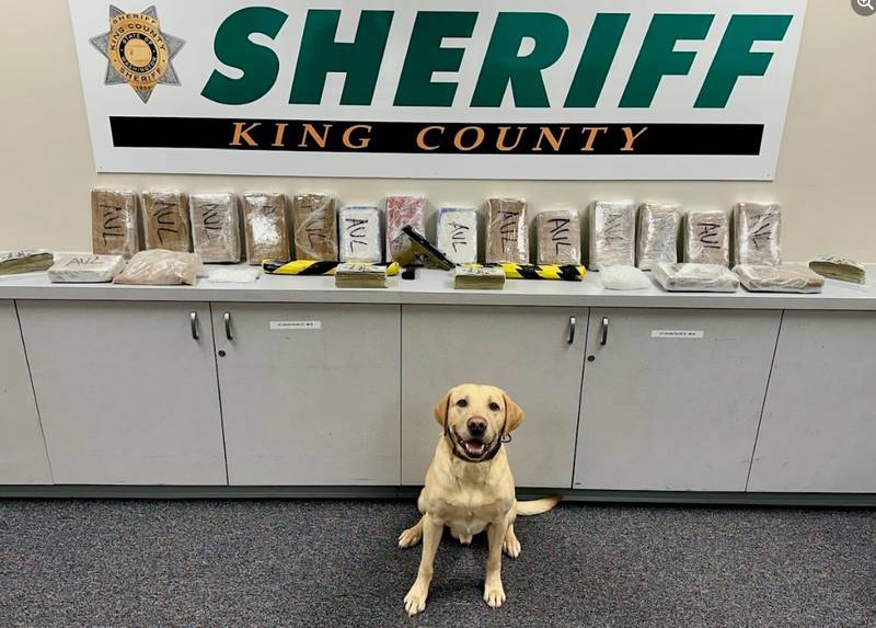 Detectives with the King County Sheriff’s Office seized a load of drugs that were being brought into Burien in a commercial vehicle on Sunday.