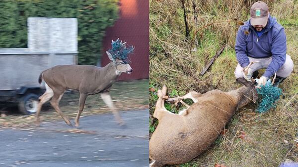 Oregon wildlife officials help rescue buck who got antlers wrapped in Christmas lights