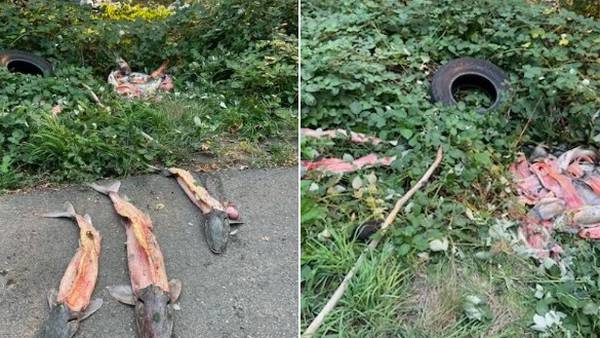 Reward offered after dozens of fish carcasses dumped near Washougal River 