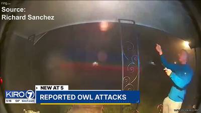 Last fall an owl terrorized Tacoma’s North End, will spring bring more attacks