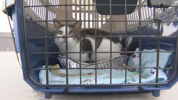 ‘Flying to Forever Homes’ initiative brings dozens of at-risk, adoptable animals to Seattle area