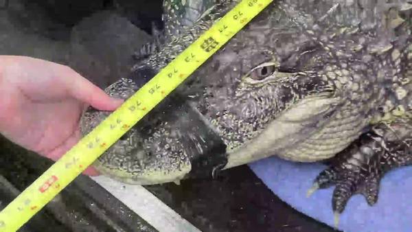 RAW: Alligator seized in Pierce County