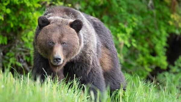 Gov. Inslee takes stance on return of grizzlies to North Cascades
