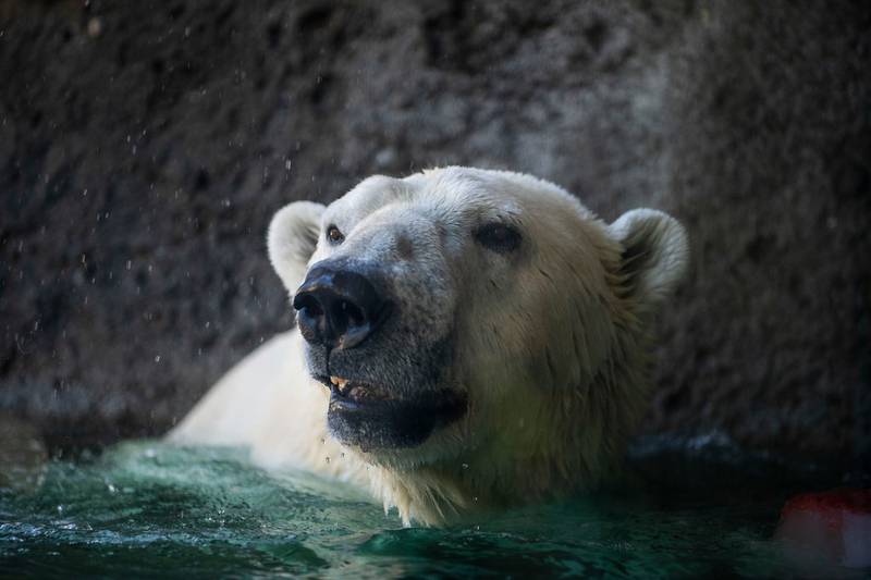 Elderly polar bear Blizzard diagnosed with cancer