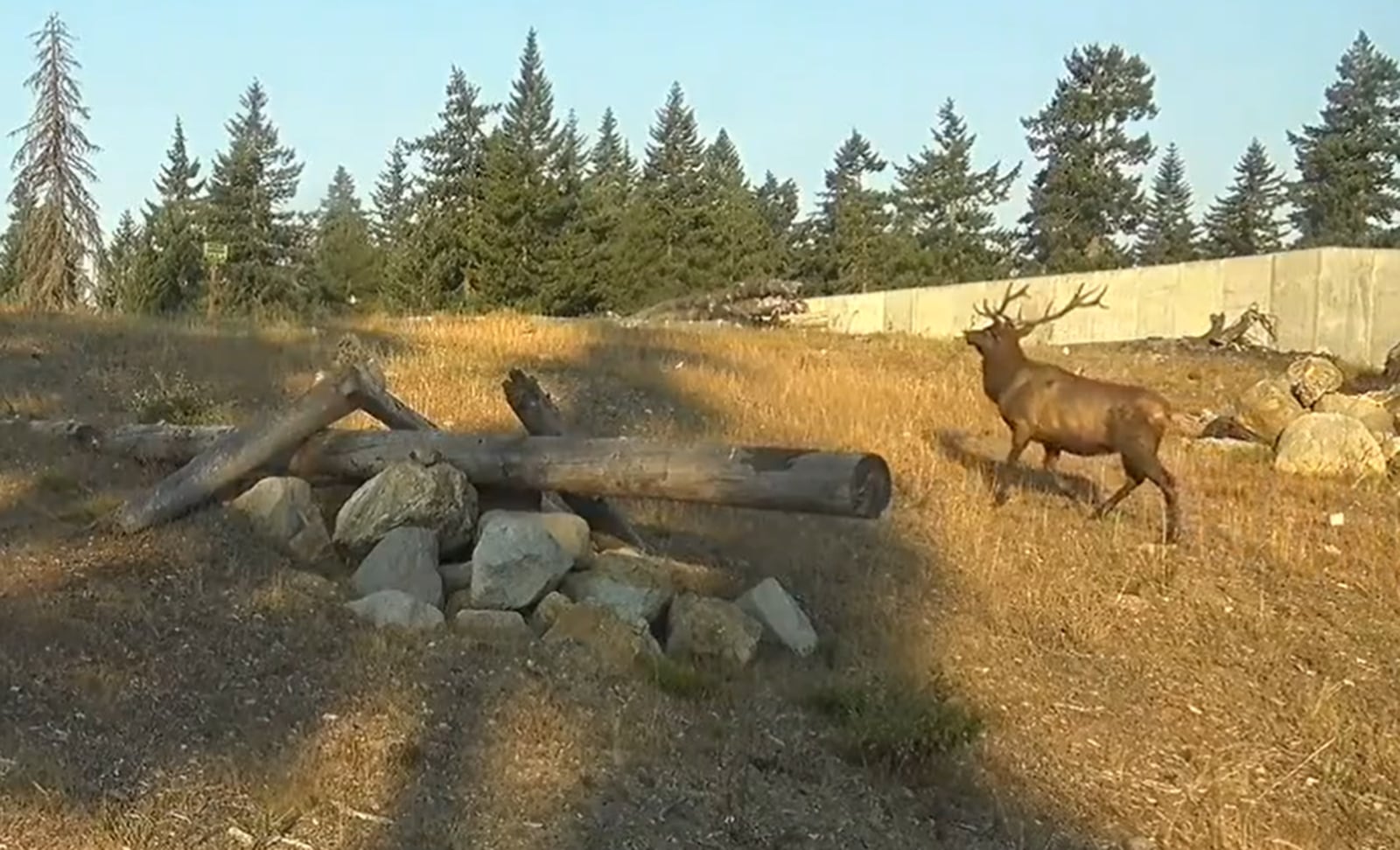 WSDOT cameras catch otters, elk, and bobcat at I90 wildlife crossing