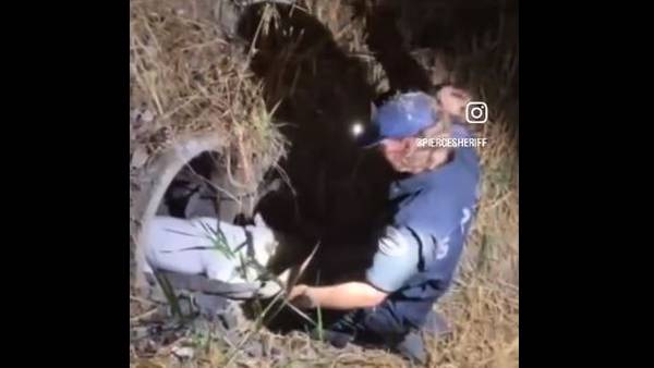 Pierce County deputy crawls into pipe to retrieve hurt dog