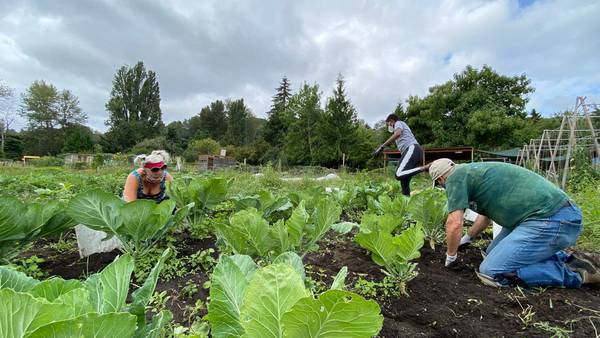 Urban farm Giving Garden donates all veggies, fighting pandemic food insecurity 