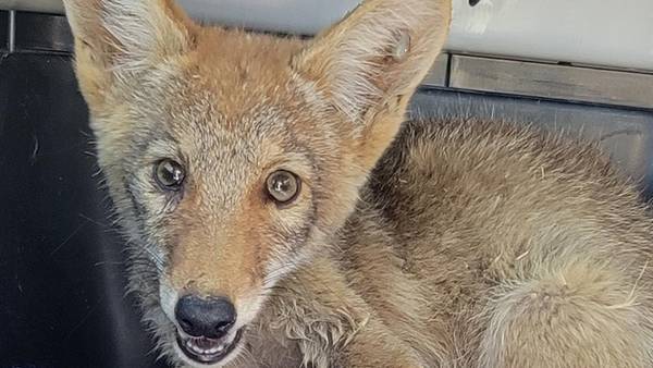 Orphaned coyote pup discovered sneaking into California dog kennel