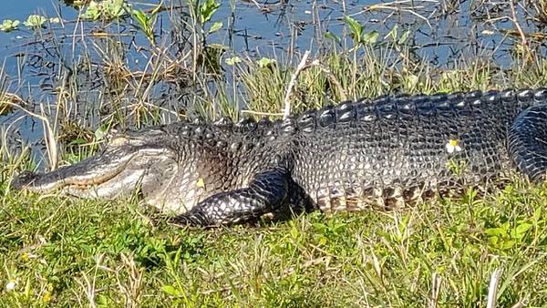 Gator love? Photographer captures alligators ‘hugging’ in Florida nature preserve