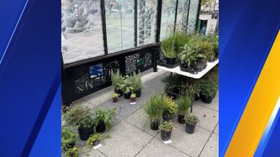 SDOT hosts planter adoption event after making ‘Healthy Street’ locations permanent
