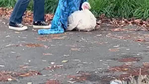 RAW: Sisters rescue turkey in Kenmore