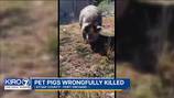 Port Orchard family says pet pigs were slaughtered after butcher business got wrong address