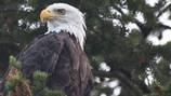Man to plead guilty to helping kill 3,600 eagles, other birds and selling feathers prized by tribes